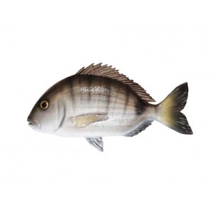Imitazione Pesce Sarago In Fiberglass 40 Centimetri Per Arredamento